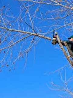 Trees In Leonia To Be Pruned Along Electrical Power Lines