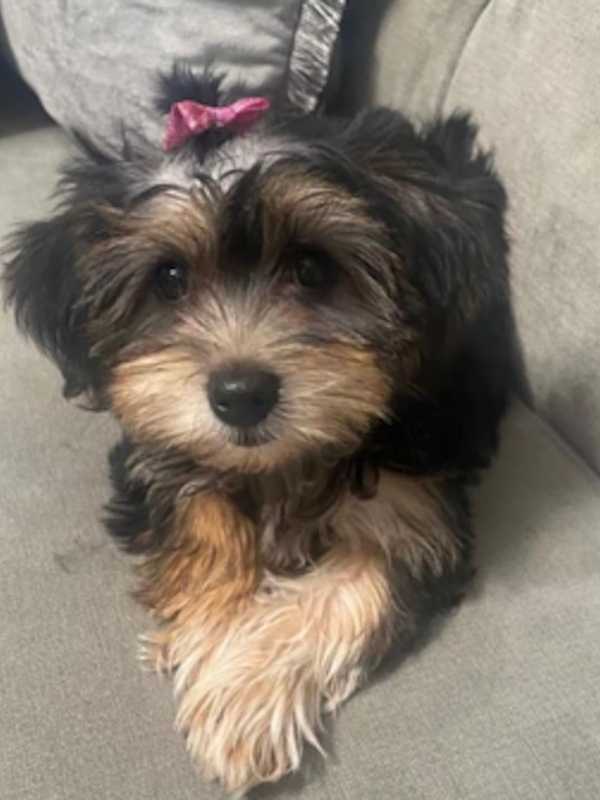 Police Search For Woman Who Stole Yorkshire Terrier In Suffolk County