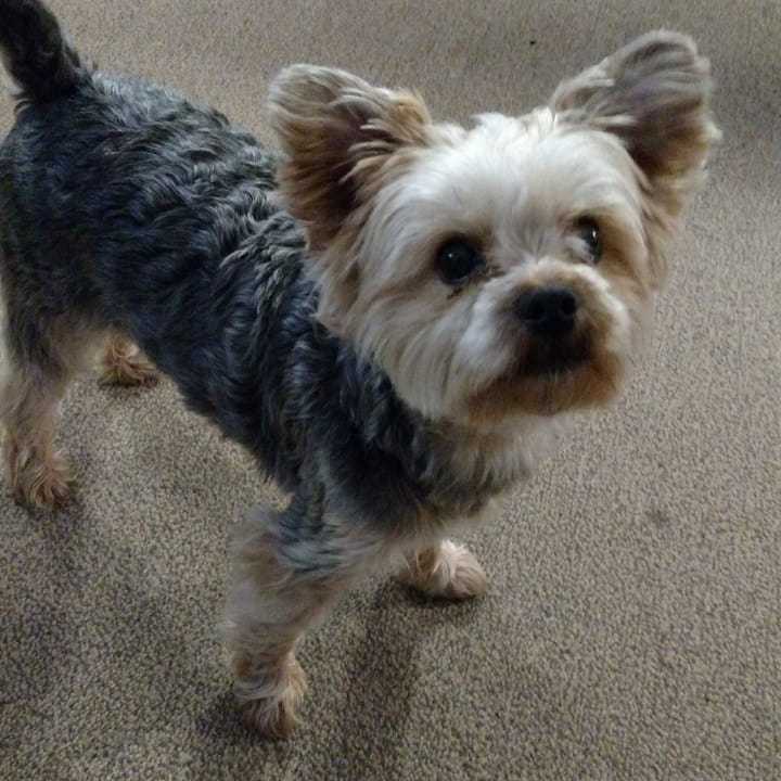 This small dog was recovered near the Maywood Library Sunday.