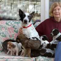 Another Westchester Municipality Adopts Local Law Banning 'Puppy Mills'