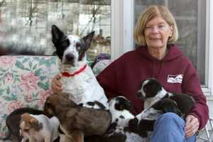 Mamaroneck First In State Banning Sale Of 'Puppy Mill' Pets