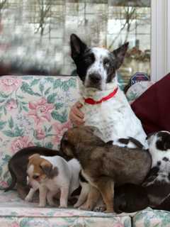 Another Westchester Municipality Adopts Local Law Banning 'Puppy Mills'