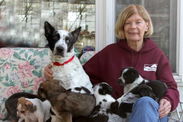 Mamaroneck First In State Banning Sale Of 'Puppy Mill' Pets