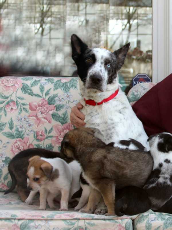 Another Westchester Municipality Adopts Local Law Banning 'Puppy Mills'