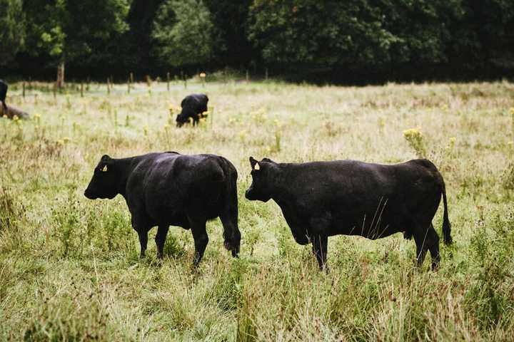 Hadley Woman Who Neglected Farm Animals Until 3 Died Avoids Jail Time: DA