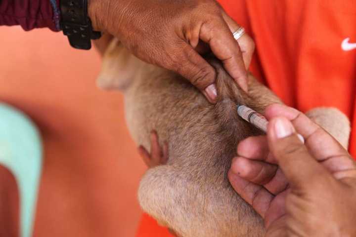 A pet receives a rabies vaccine.&nbsp;