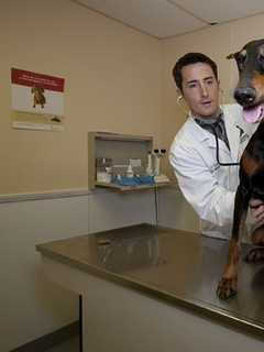 Ridgefield Park Organizes Rabies Vaccination Clinic