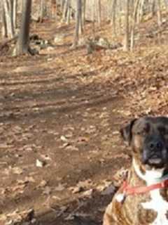 North Salem Group Raises Funds For Putnam Humane Society