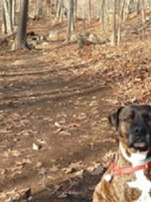 North Salem Group Raises Funds For Putnam Humane Society