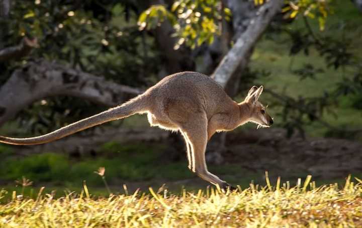 Wallaby hopping.