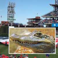Central PA Man's 'Service Alligator' Turned Away From Phillies Game, Reports Say