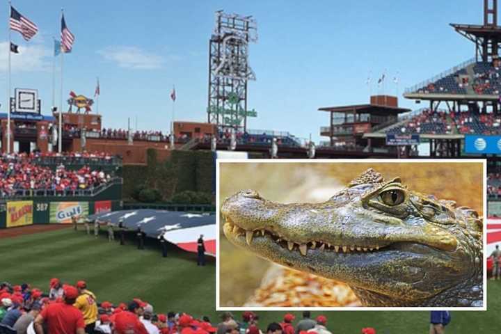 Central PA Man's 'Service Alligator' Turned Away From Phillies Game, Reports Say