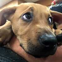 <p>Werner Ennesser and girlfriend Jacqueline N. Calkins took home an 8-week-old coon hound named Scrappy.</p>