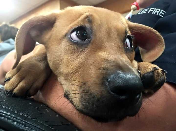 Werner Ennesser and girlfriend Jacqueline N. Calkins took home an 8-week-old coon hound named Scrappy.