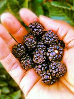 Workers Needed In West Milford Medicinal Garden