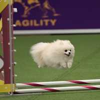 <p>An adorable snowball of fur goes through its paces at last year&#x27;s Westminster Kennel Club All Breed Dog Show.</p>