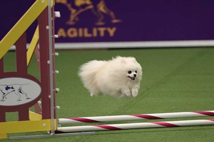 An adorable snowball of fur goes through its paces at last year&#x27;s Westminster Kennel Club All Breed Dog Show.