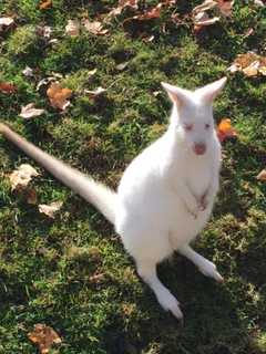 Mount Kisco Gets Special Halloween Treat With Exotic Animal, Garden Tour