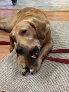 Ramsey Health Food Store Helps Dogs Embark On Raw Food Revolution