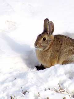 Winter's Wildlife Detectives Come To West Nyack Free Library