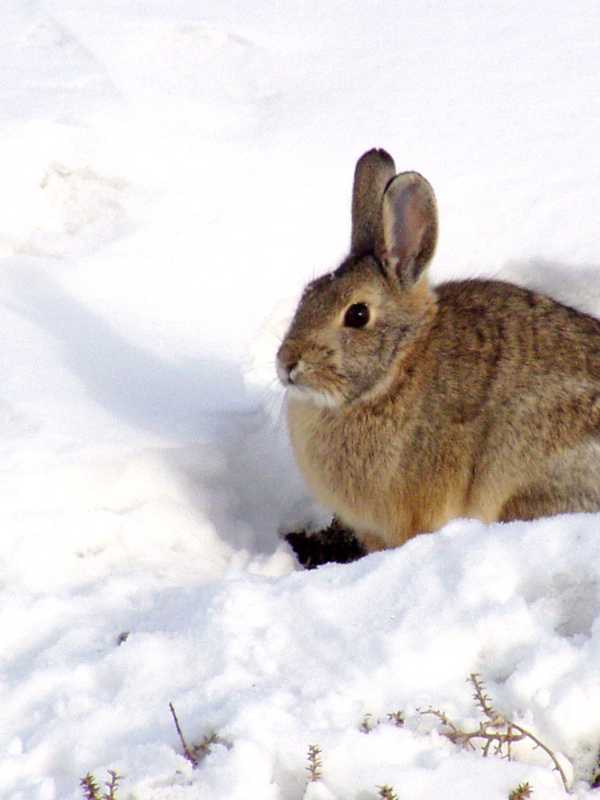 Winter's Wildlife Detectives Come To West Nyack Free Library