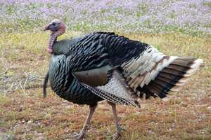 It's 'Turkey Time' At Teatown In Advance Of Holiday