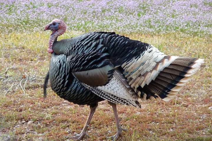 It's 'Turkey Time' At Teatown In Advance Of Holiday