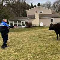 Wild, Wild West Chester: Cops Wrangle Escaped Cattle In Chesco