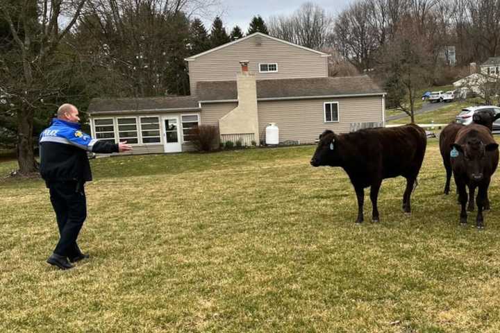 Wild, Wild West Chester: Cops Wrangle Escaped Cattle In Chesco