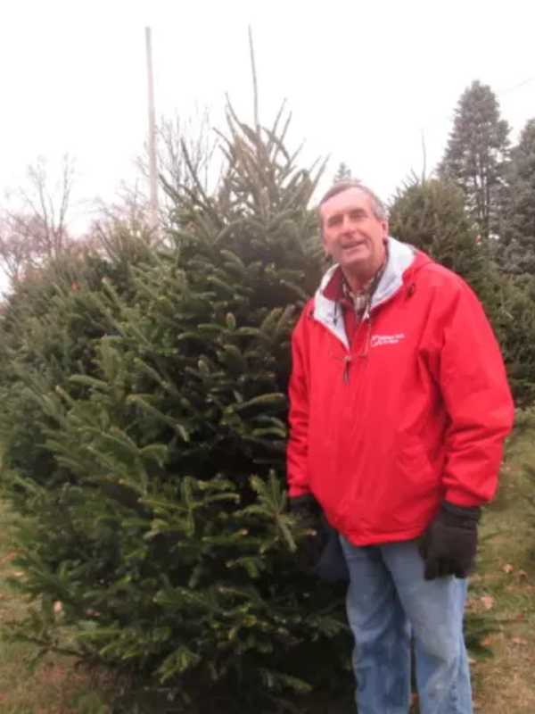 Want To Cut Your Own Christmas Tree, Rockland? Head To An Area Farm