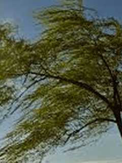 Gusty Winds, Downed Trees Cause Numerous Power Outages In Westchester