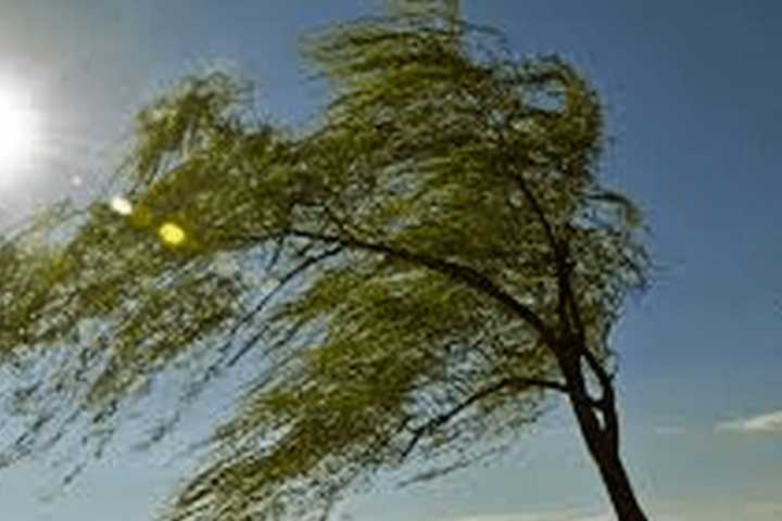 Wind Gusts Could Bring Down Trees, Power Lines In Westchester