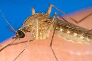 Westchester Works To Track, Halt Mosquito-Borne Ailments