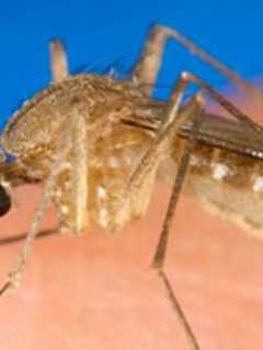 First West Nile-Infected Mosquitoes Of The Summer Found In Fairfield County