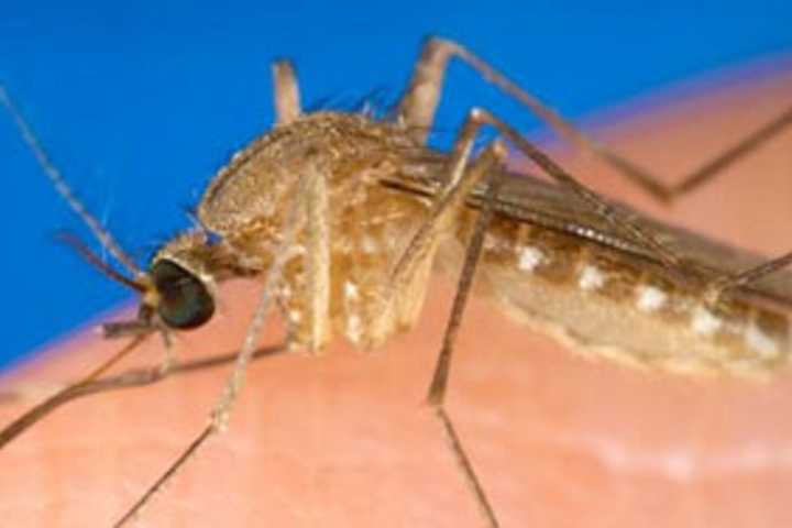 Westchester Works To Track, Halt Mosquito-Borne Ailments
