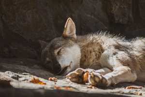 Coyote Spotted In North Wildwood