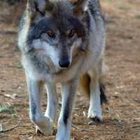 <p>Two Mexican gray wolves at Beardsley Zoo in Bridgeport braved root canals and tooth extractions recently.</p>