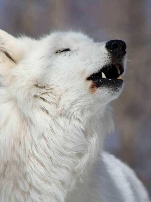 South Salem's Wolf Conservation Center Throws Holiday Party