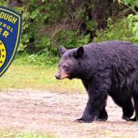 Be Aware Of The Bear, Say Authorities In Bucks County