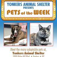 Dog, Cat Among Adoptable Pets At Yonkers Animal Shelter