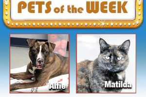 Dog, Cat Among Adoptable Pets At Yonkers Animal Shelter