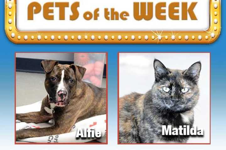 Dog, Cat Among Adoptable Pets At Yonkers Animal Shelter