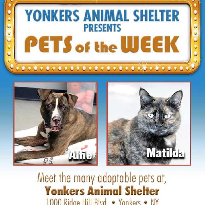 Yonkers Animal Shelter is featuring these pets of the week.