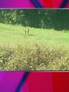 Yonkers Residents Report Wolf Sightings