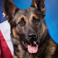 K9 Chokes To Death In Police Training Exercise In Pennsylvania