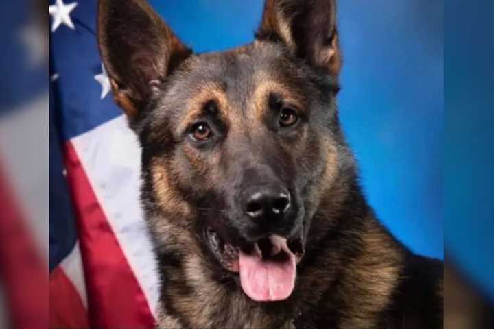 K9 Chokes To Death In Police Training Exercise In Pennsylvania