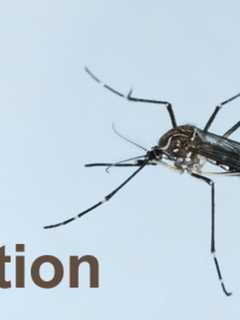 AFC Urgent Care In Danbury Offers Tips To Avoid Zika Virus
