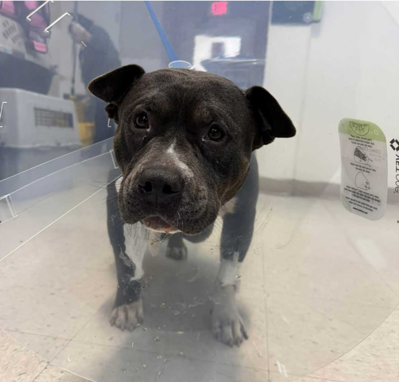 A pregnant pitbull was found tied to a Waterbury street sign over the weekend while in active labor. Rescuers were able to save her life, but none of her puppies survived. Police now want to find who left her there. 
