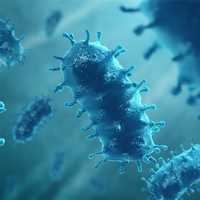 Rabies Alert: Infected Cat Found Outdoors In Katonah, Dies Before Testing Positive