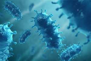 Rabies Alert: Infected Cat Found Outdoors In Westchester, Dies Before Testing Positive
